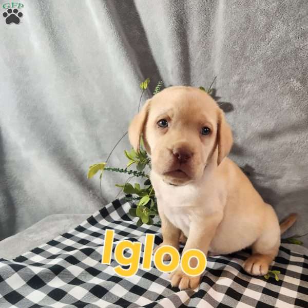Igloo, Fox Red Labrador Retriever Puppy